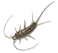 Silverfish Bug